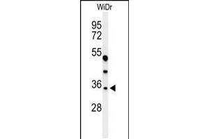Western blot analysis of MAFA Antibody in WiDr cell line lysates (35ug/lane) (MAFA anticorps  (C-Term))