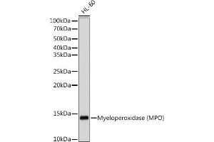 Western blot analysis of extracts of HL-60 cells, using Myeloperoxidase (MPO) antibody (ABIN7268726) at 1:500 dilution. (Myeloperoxidase anticorps)