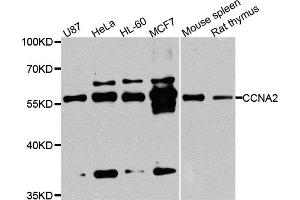 Western blot analysis of extracts of various cell lines, using CCNA2 antibody. (Cyclin A anticorps)
