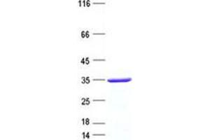 Validation with Western Blot