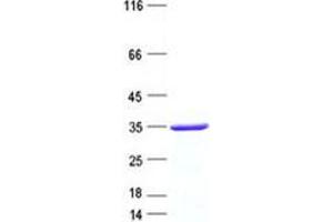 Validation with Western Blot (GFI1B Protein (His tag))