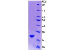 SDS-PAGE analysis of Rat R-Spondin 1 Protein.