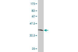 Western Blot detection against Immunogen (35.