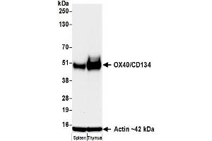Western Blotting (WB) image for anti-Tumor Necrosis Factor Receptor Superfamily, Member 4 (TNFRSF4) (AA 23-212) antibody (ABIN7795727)