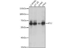 Western blot analysis of extracts of various cell lines, using  antibody (ABIN7265713) at 1:1000 dilution.
