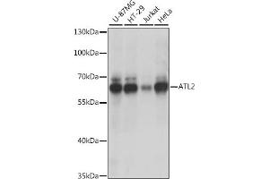 Western blot analysis of extracts of various cell lines, using  antibody (ABIN7265713) at 1:1000 dilution. (ATL2 anticorps  (AA 390-470))