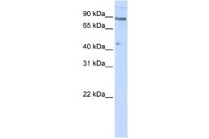Western Blotting (WB) image for anti-Zinc Finger Protein 280C (ZNF280C) antibody (ABIN2458380) (ZNF280C anticorps)