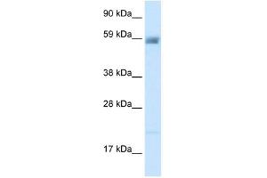 ACCN3 antibody used at 2.