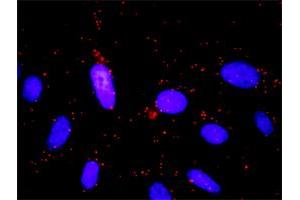 Proximity Ligation Analysis of protein-protein interactions between GNG7 and GNB5.