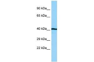 WB Suggested Anti-AHSA1 Antibody Titration: 1. (AHSA1 anticorps  (C-Term))