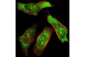 Fluorescent image of Hela cell stained with SHP2 Antibody (ABIN392907 and ABIN2842294)/SH050329B. (PTPN11 anticorps)