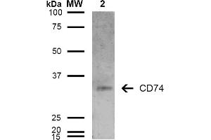 Western Blot analysis of Human Lymphoblastoid cell line (Raji) showing detection of 33-35 kDa CD74 protein using Mouse Anti-CD74 Monoclonal Antibody, Clone 6D9 . (CD74 anticorps  (AA 1-100) (PE))