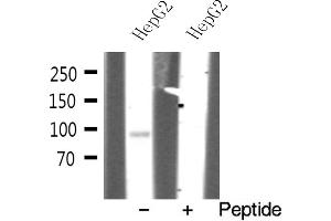 Western blot analysis on HepG2 cell lysate using EFNA4 Antibody (EFNA4 anticorps  (Internal Region))
