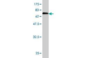 Western Blot detection against Immunogen (73.