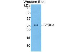 Western Blotting (WB) image for anti-Torsin Family 2, Member A (TOR2A) (AA 125-313) antibody (ABIN1860837) (TOR2A anticorps  (AA 125-313))