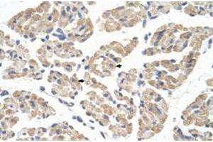 Immunohistochemical staining (Formalin-fixed paraffin-embedded sections) of human muscle with FARS2 polyclonal antibody  at 4-8 ug/mL working concentration. (FARS2 anticorps  (N-Term))