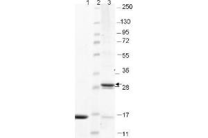 IL-17F Human Recombinant Protein - SDS-PAGE. (IL17F Protéine)