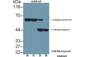Detection of CASP8 in lysates of Jurkat cell line using Polyclonal Antibody to Caspase 8 (CASP8) (Caspase 8 anticorps  (AA 7-201))