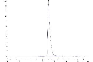 The purity of Mouse ALCAM is greater than 95 % as determined by SEC-HPLC.