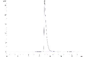 The purity of Mouse ALCAM is greater than 95 % as determined by SEC-HPLC. (CD166 Protein (AA 28-527) (His tag))