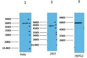Western Blot (WB) analysis of 1) HeLa, 2) 293T, 3) HepG, diluted at 1:2000. (NF-kB p65 anticorps)