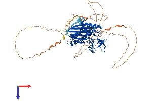AlphaFold protein structure predicition of Mouse Recombinant Ppm1d Protein, UniprotID Q9QZ67