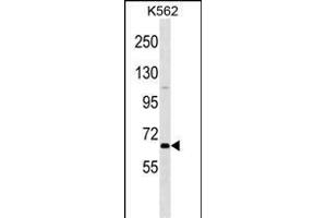 POU2F1 Antibody (N-term) (ABIN1538858 and ABIN2849811) western blot analysis in K562 cell line lysates (35 μg/lane). (POU2F1 anticorps  (N-Term))