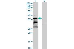 Western Blot analysis of SFXN2 expression in transfected 293T cell line by SFXN2 MaxPab polyclonal antibody. (SFXN2 anticorps  (AA 1-322))