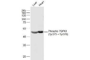 Lane 1: Mouse Liver lysates Lane 2: Mouse Heart lysates probed with Phospho-PDPK1(Tyr373 + Tyr376) Polyclonal Antibody, Unconjugated  at 1:500 dilution and 4˚C overnight incubation.