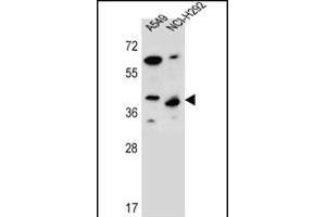 LRRC67 Antibody (C-term) (ABIN656389 and ABIN2845683) western blot analysis in A549,NCI- cell line lysates (35 μg/lane). (PPP1R42 anticorps  (C-Term))
