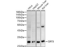 Western blot analysis of extracts of various cell lines, using SIRT3 antibody (ABIN7270324) at 1:1000 dilution.
