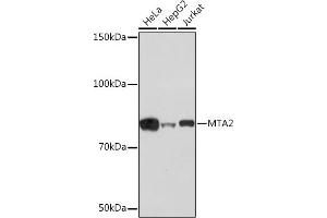 Western blot analysis of extracts of various cell lines, using MT Rabbit mAb (ABIN1679683, ABIN7101713, ABIN7101714 and ABIN7101715) at 1:1000 dilution. (MTA2 anticorps)