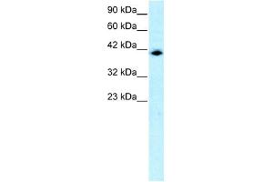 WB Suggested Anti-ISGF3G Antibody Titration: 0. (IRF9 anticorps  (N-Term))