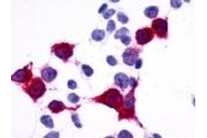 Cells expressing target protein - immunostained with target antibody (GPR137B anticorps  (C-Term))