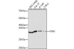 Western blot analysis of extracts of various cell lines, using OSR1 Rabbit pAb (ABIN7269080) at 1:1000 dilution. (OSR1 anticorps)