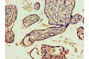 Immunohistochemistry of paraffin-embedded human placenta tissue using ABIN7151651 at dilution of 1:100
