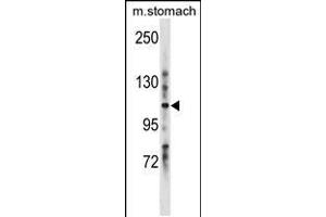 Western blot analysis in mouse stomach tissue lysates (35ug/lane). (Lrig1 anticorps  (C-Term))