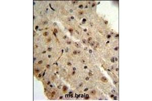 TRIB2 Antibody (N-term) (ABIN652876 and ABIN2842567) IHC analysis in formalin fixed and paraffin embedded mouse brain followed by peroxidase conjugation of the secondary antibody and DAB staining.