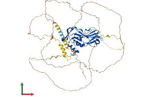 AlphaFold protein structure predicition of Mouse Recombinant Tbx18 Protein, UniprotID Q9EPZ6