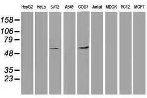 Image no. 2 for anti-Tumor Protein P53 (TP53) antibody (ABIN1499974) (p53 anticorps)