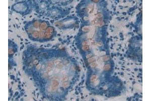 Detection of ITLN1 in Human Stomach Tissue using Polyclonal Antibody to Intelectin 1 (ITLN1)