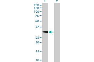 Western Blot analysis of MAST4 expression in transfected 293T cell line by MAST4 MaxPab polyclonal antibody. (MAST4 anticorps  (AA 1-250))