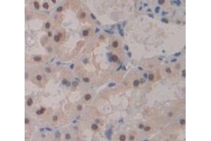 IHC-P analysis of Kidney tissue, with DAB staining. (Mre11 anticorps  (AA 375-609))