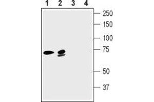 Western blot analysis of rat brain lysate (lanes 1 and 3) and mouse brain lysate (lanes 2 and 4): - 1,2. (KCNN2 anticorps  (C-Term, Intracellular))