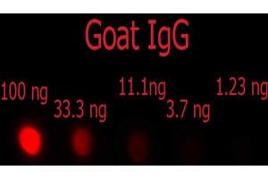 Dot Blot of F(ab')2 Donkey anti-Goat IgG Phycoerythrin Conjugated Min X Ch, GP, Ham, Hs, Hu, Ms, Rb, & Rt serum proteins antibody.
