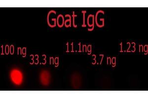 Dot Blot of F(ab')2 Donkey anti-Goat IgG Phycoerythrin Conjugated Min X Ch, GP, Ham, Hs, Hu, Ms, Rb, & Rt serum proteins antibody. (Âne anti-Chévre IgG (Heavy & Light Chain) Anticorps (PE) - Preadsorbed)