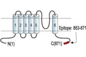 Representative domain view of the target of ABIN7043850.