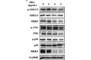 MEL exerts an effect on the MAPK pathway, as determined through qRT-PCR and Western blotting in UM-UC-3 and 5637 cells. (ERK1 anticorps  (pThr185, pThr187, pThr202, pThr204))