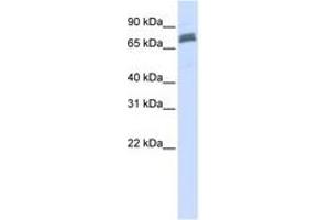 Image no. 1 for anti-Tripartite Motif Containing 45 (TRIM45) (AA 36-85) antibody (ABIN6740817) (TRIM45 anticorps  (AA 36-85))