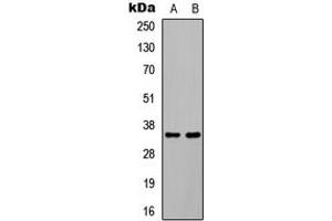 Western blot analysis of C/EBP beta (pT235) expression in HEK293T EGF-treated (A), COLO205 EGF-treated (B) whole cell lysates.